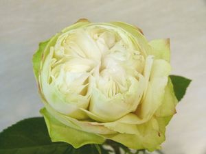ROSE KHELA DARK 40